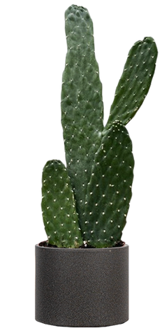 Consolea Rubescens | Road Kill Cactus (S)