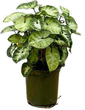 Syngonium Podophyllum | Pixie White (S)