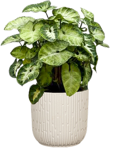 Syngonium Podophyllum | Pixie White (S)