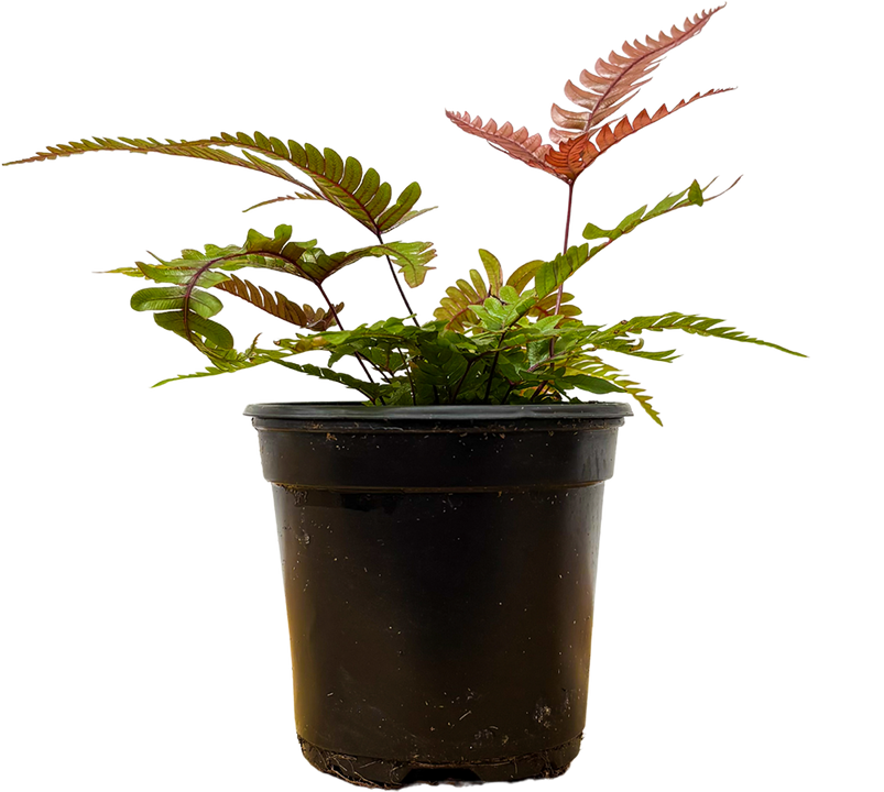 Pteris Quadriaurita | Tricolor Fern (S)