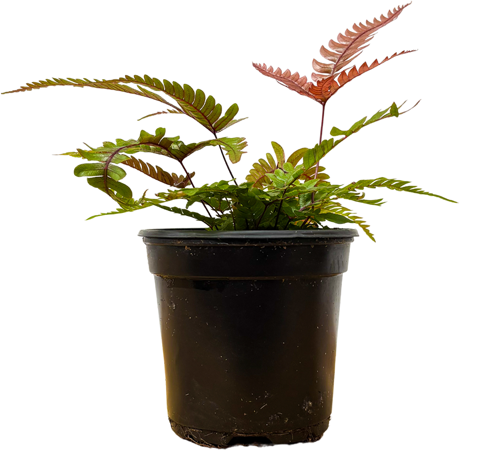 Pteris Quadriaurita | Tricolour Fern (S)