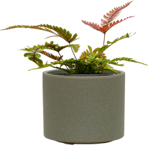 Pteris Quadriaurita | Tricolor Fern (S)