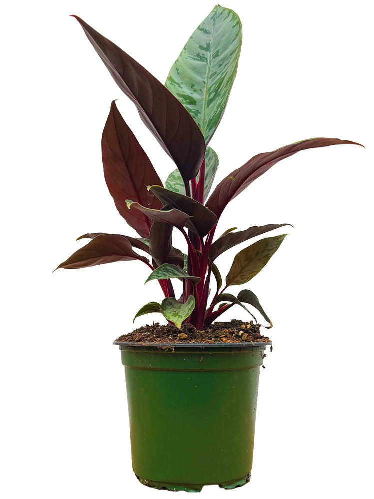 Apoballis Acuminatissima | Lavallei Plant (S)