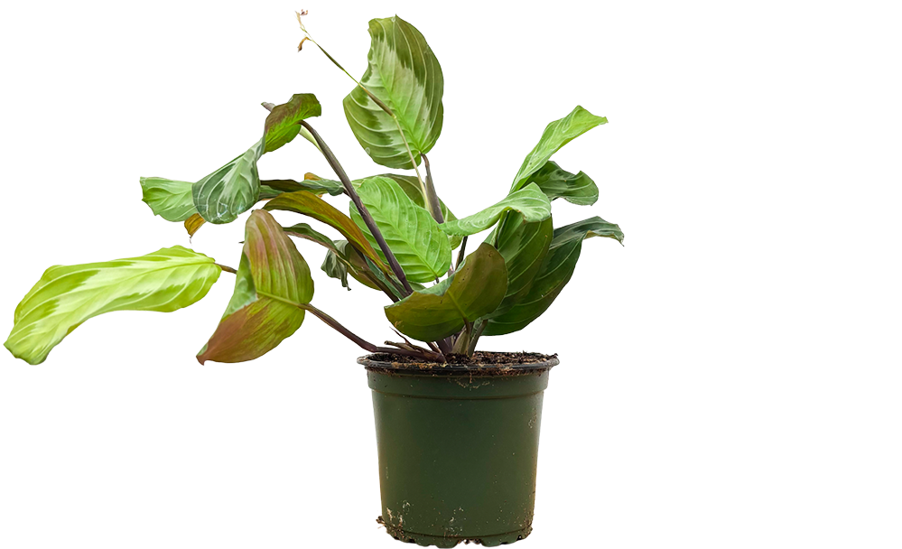 Maranta Leuconeura | Silver Band Prayer Plant (S)
