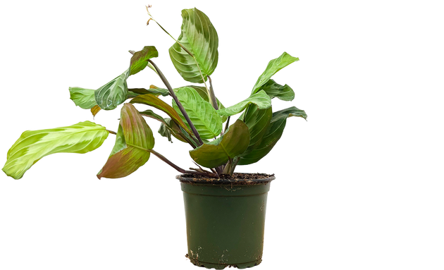 silver band prayer plant Maranta Leuconeura | Silver Band Prayer Plant | 4" Pot | Pet Friendly And  Easy Care Houseplant