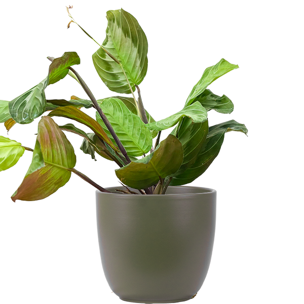 silver band prayer plant Maranta Leuconeura | Silver Band Prayer Plant | 4