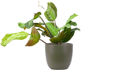 Maranta Leuconeura | Silver Band Prayer Plant (S)