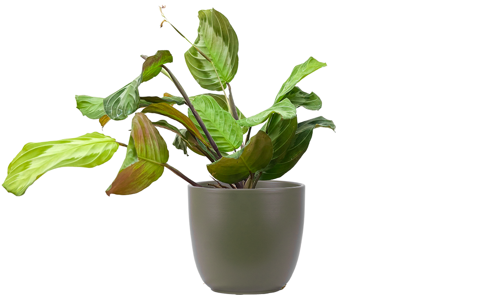 prayer plant silver band Maranta Leuconeura | Silver Band Prayer Plant | 4