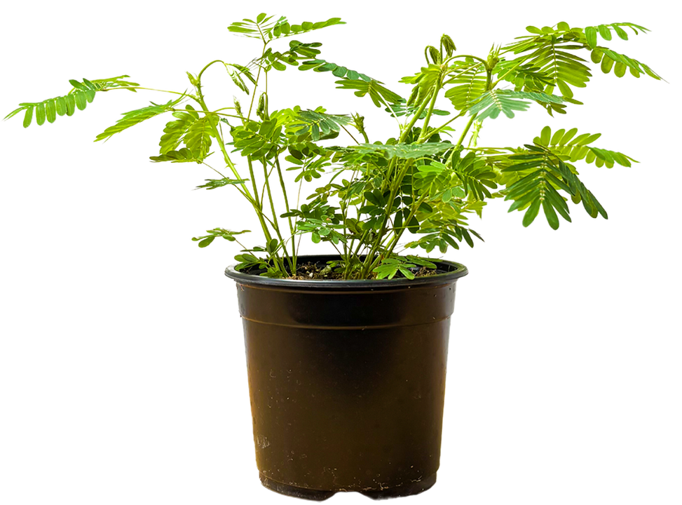 Mimosa Pudica | Sensitive Plant (S)