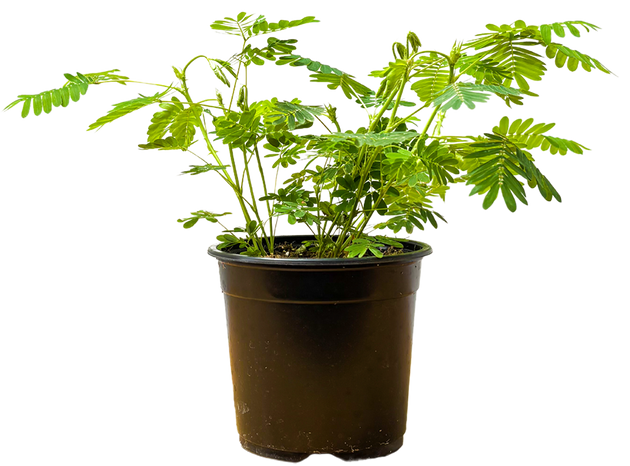Mimosa Pudica | Sensitive Plant | 4