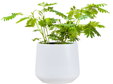 Mimosa Pudica | Sensitive Plant (S)