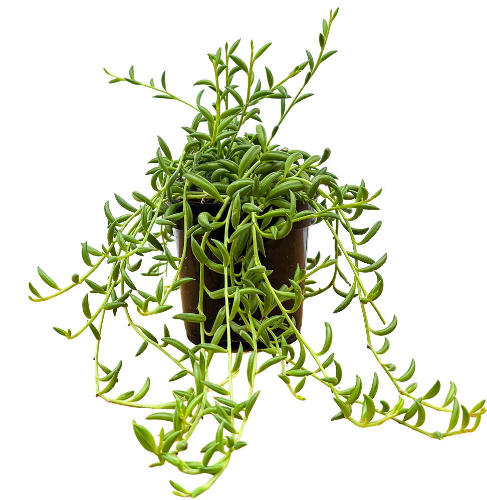 Senecio Radicans | String of Beans (S)