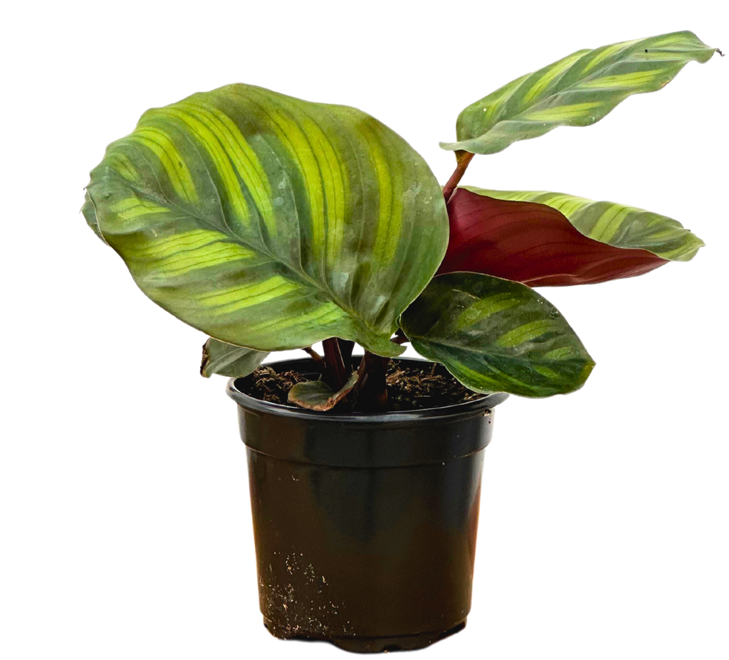 Calathea Rotundifolia | 6