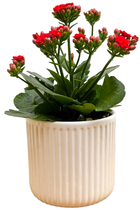 Kalanchoe Red | With Pot (S)