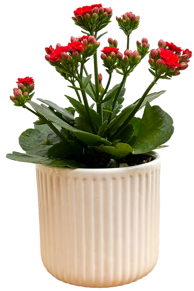 Kalanchoe | With Pot (S)