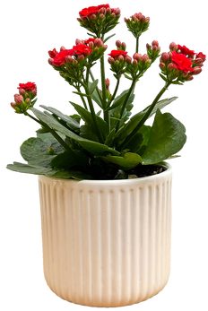 Kalanchoe Red | With Pot (S)