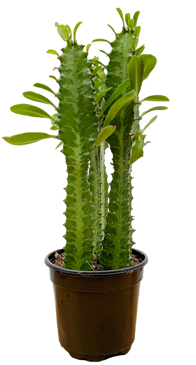 Euphorbia Trigona Green | Cathedral Cactus (S)