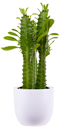 Euphorbia Trigona Green | Cathedral Cactus (S)