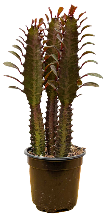 Euphorbia Trigona Red | Cathedral Cactus (S)