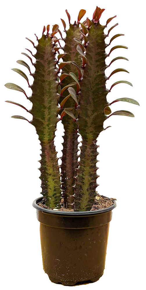 Euphorbia Trigona Red | Cathedral Cactus (S)