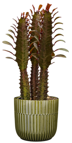 Euphorbia Trigona Red | Cathedral Cactus (S)