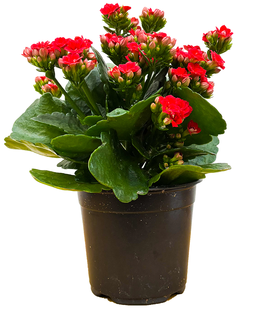 Kalanchoe Red (S)