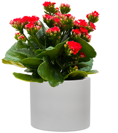 Kalanchoe Red (S)