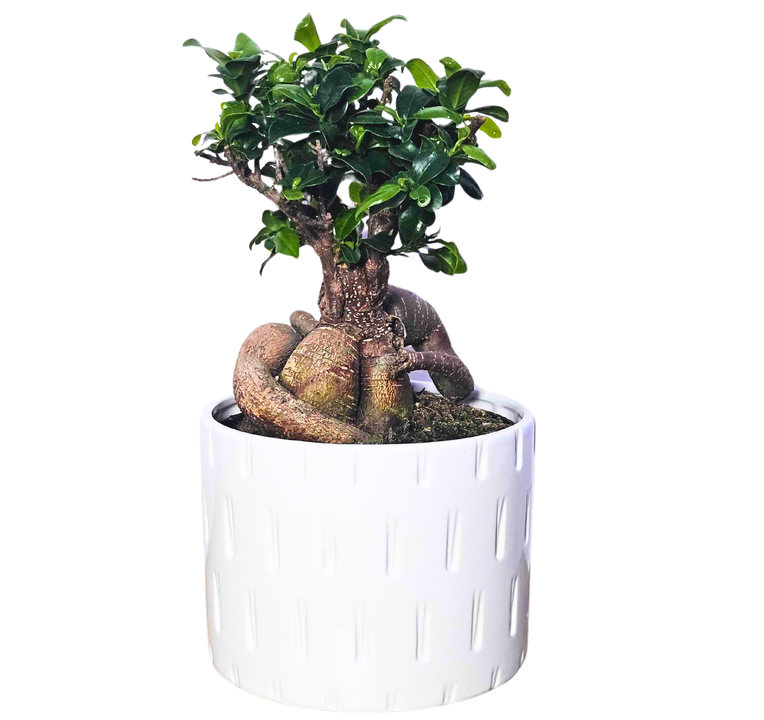Ficus Ginseng Microcarpa | Bonsai Tree with pot (M)