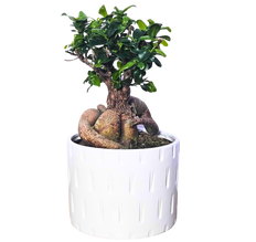 Ficus Ginseng Microcarpa | Bonsai Tree with pot (M)