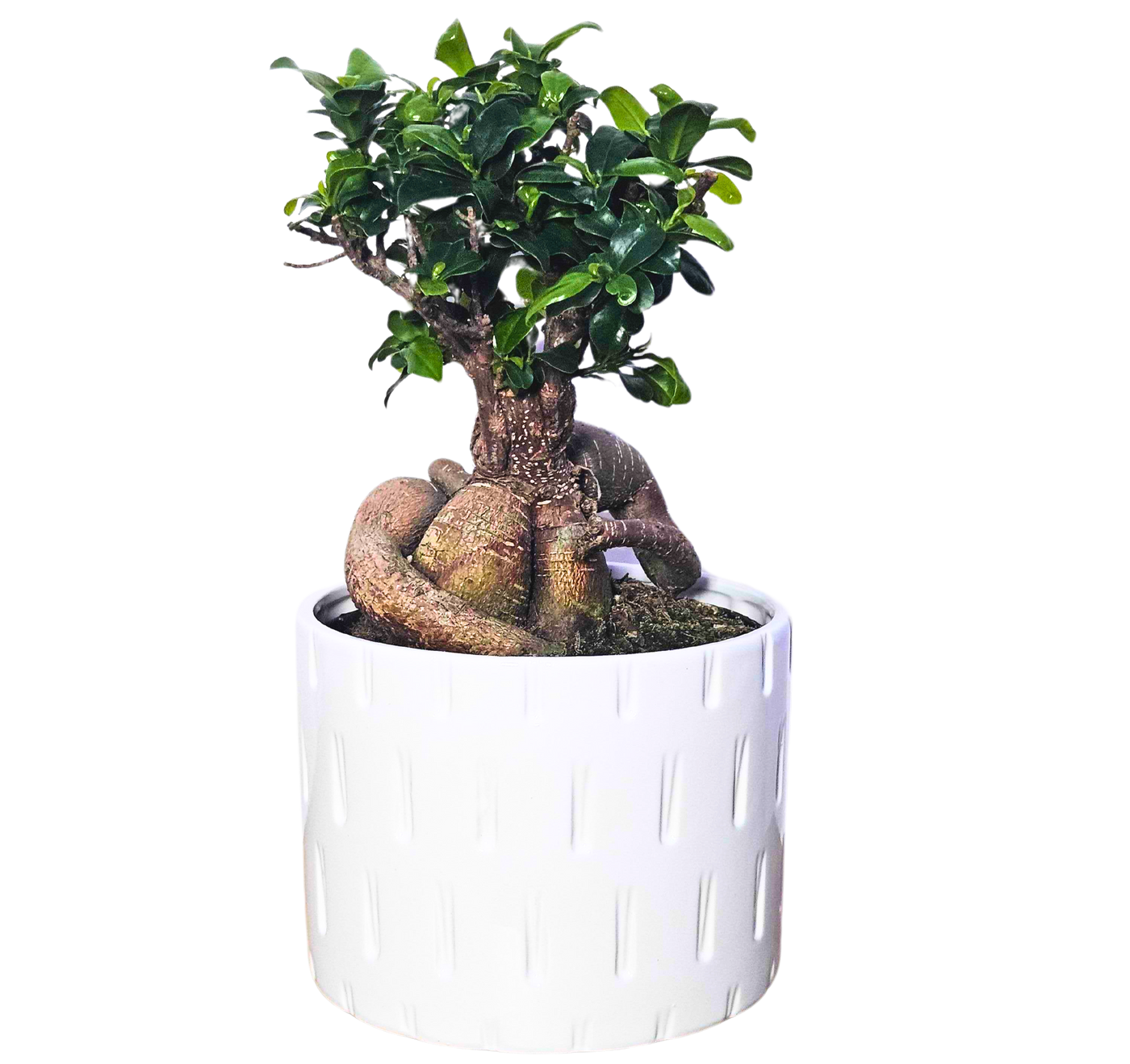 Ficus Ginseng Microcarpa | Bonsai Tree with pot (L)