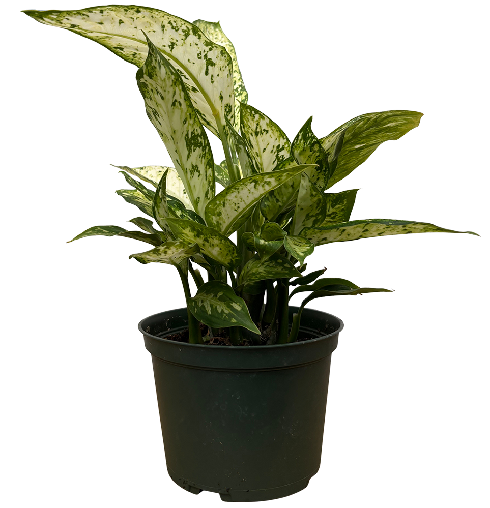 Dieffenbachia Star Bright (M)