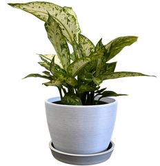 Dieffenbachia Star Bright (M)