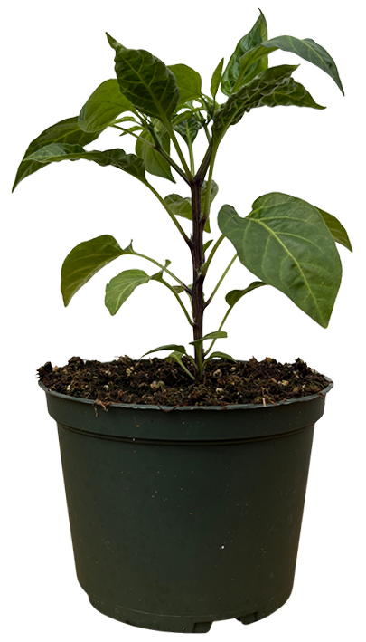 Capsicum Annuum | Jalapeno Pepper (M)