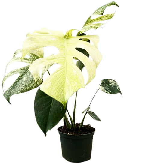 Mint Monstera Deliciosa | Variegated Swiss Cheese Plant (M)