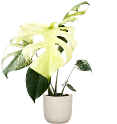 Mint Monstera Deliciosa | Variegated Swiss Cheese Plant (M)