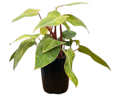 Philodendron Painted Lady (M)