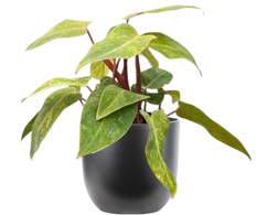 Philodendron Painted Lady (M)