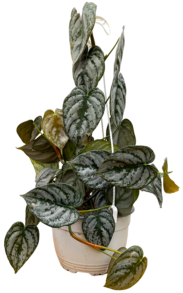 Philodendron Brandtiantum (M)