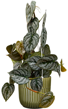 Philodendron Brandtiantum (M)