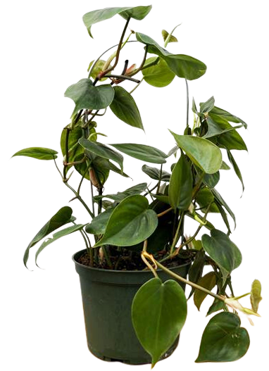 Philodendron Hederaceum | Heartleaf Philodendron on Trellis (M)
