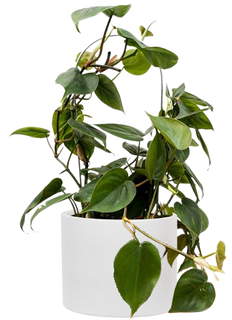 philodendron cordatum trellis Philodendron Cordatum Lemon Lime | 8" Pot | Easy Care Houseplant