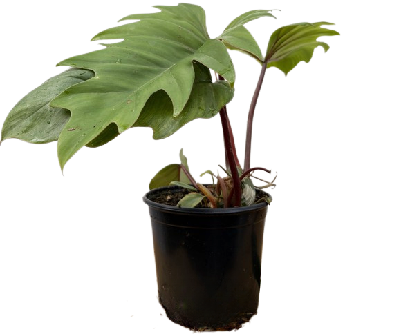 Philodendron Mayoi (M)