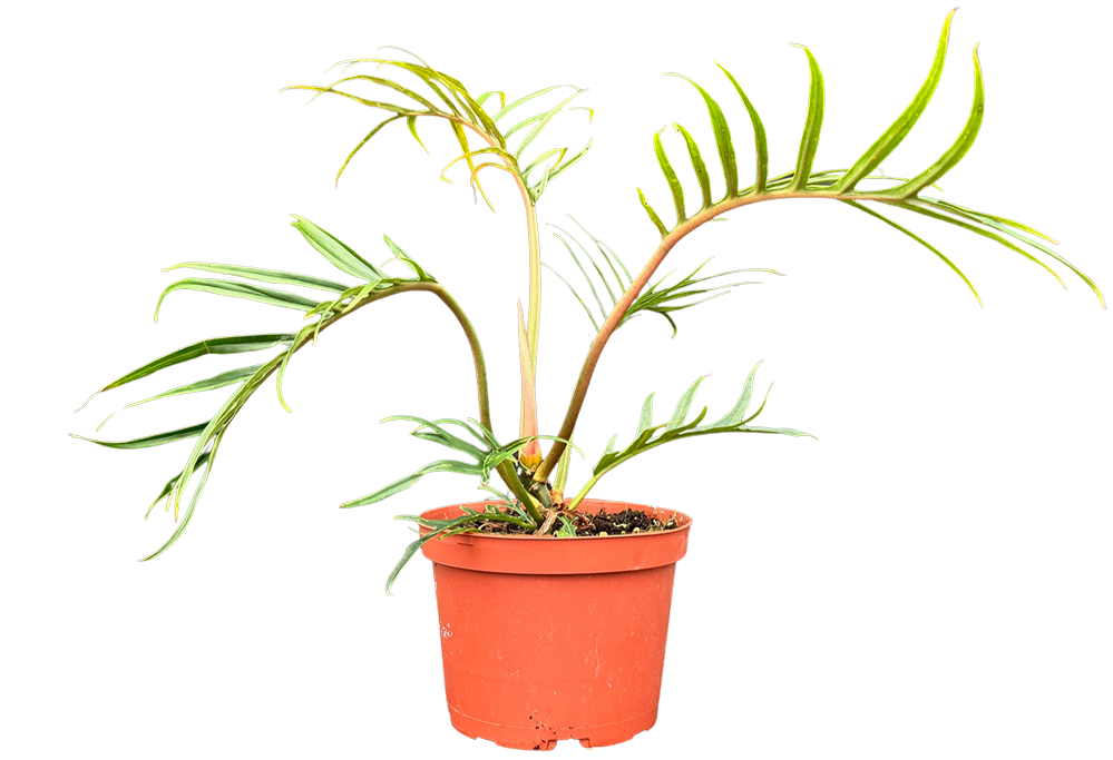 Philodendron Tortum (M)