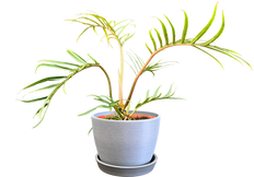 Philodendron Tortum (M)