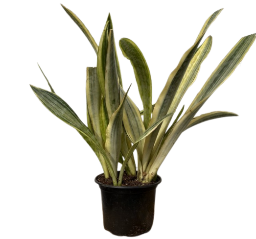 Sansevieria Trifasciata Lauren (M)
