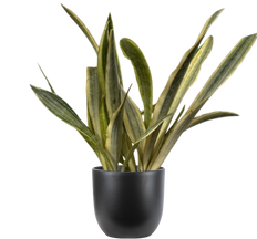 Sansevieria Trifasciata Lauren (M)