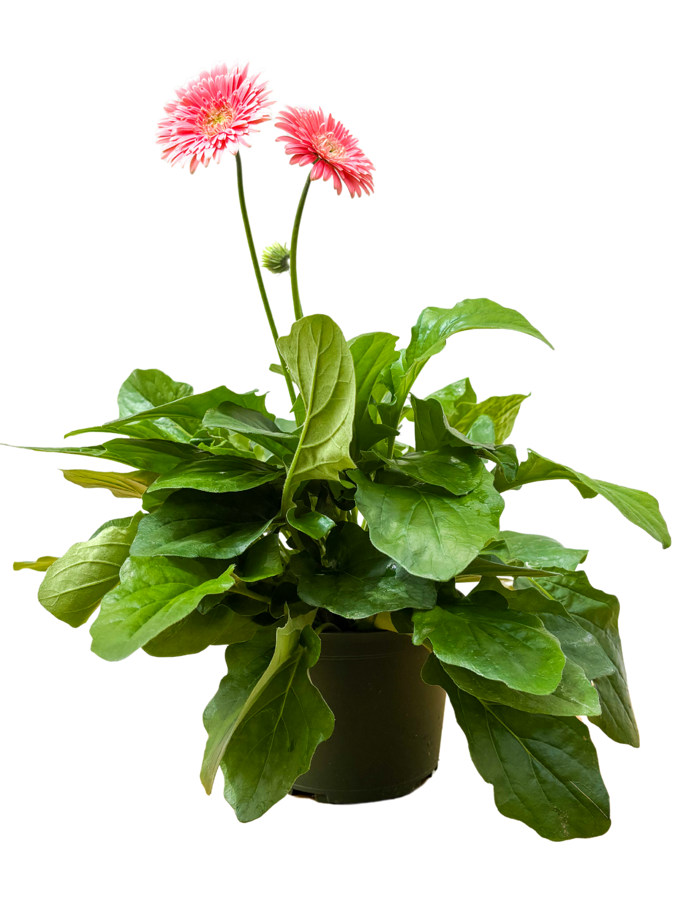 Gerbera | Assorted (M)