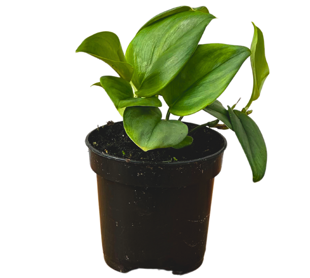 sterling silver pothos care Scindapsus Treubii Moonlight | Sterling Silver Pothos | 6" Pot | Easy Care Houseplant