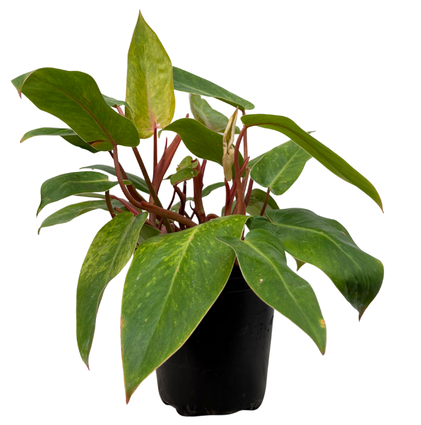 Philodendron Painted Lady (M)