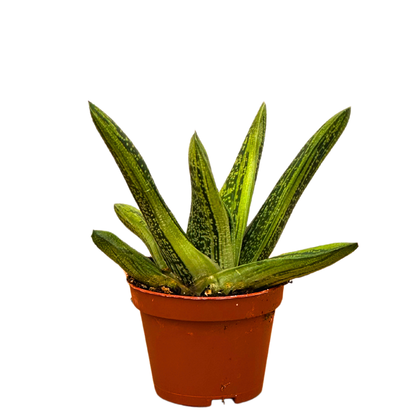 Gasteria | Little Warty (XS)